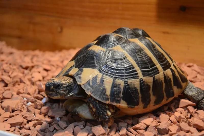 台州宠物龟被抓去哪里了,温岭宠物龟被抓