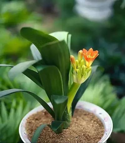 君子兰叶子发黄的原因及解决方法,君子兰叶子发黄的原因和解决方法