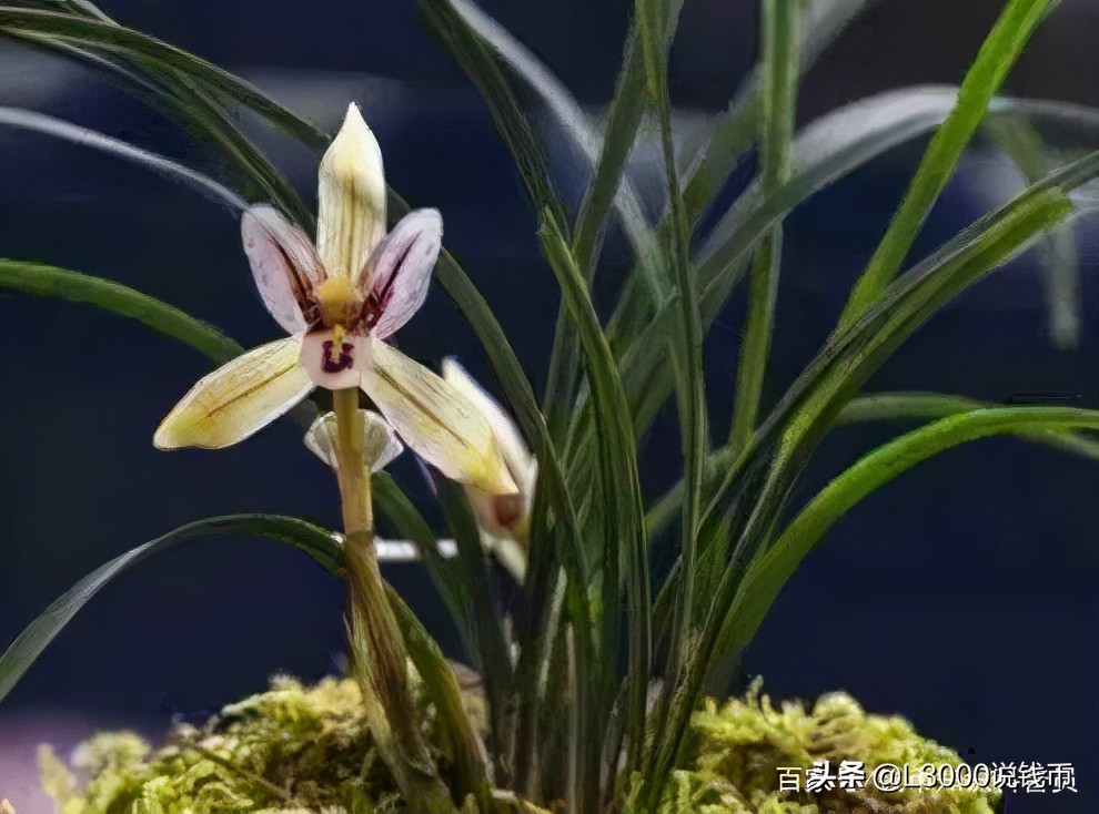 第十次花博会会花,花博会景点有哪些花展