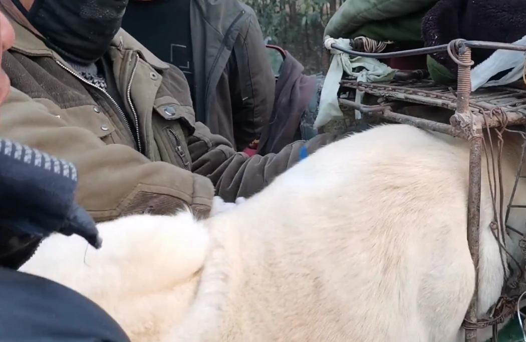 拉布拉多幼犬被扔到了狗肉馆,肉狗拉布拉多