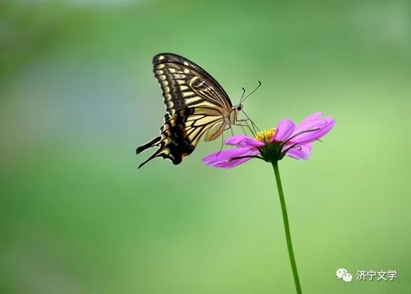 蝶恋花·浮生杂记十九部