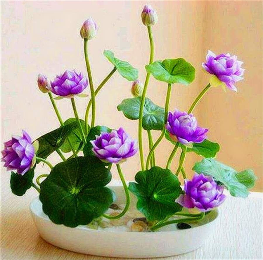 碗莲种植方法及生根方法,碗莲种植方法开花全过程