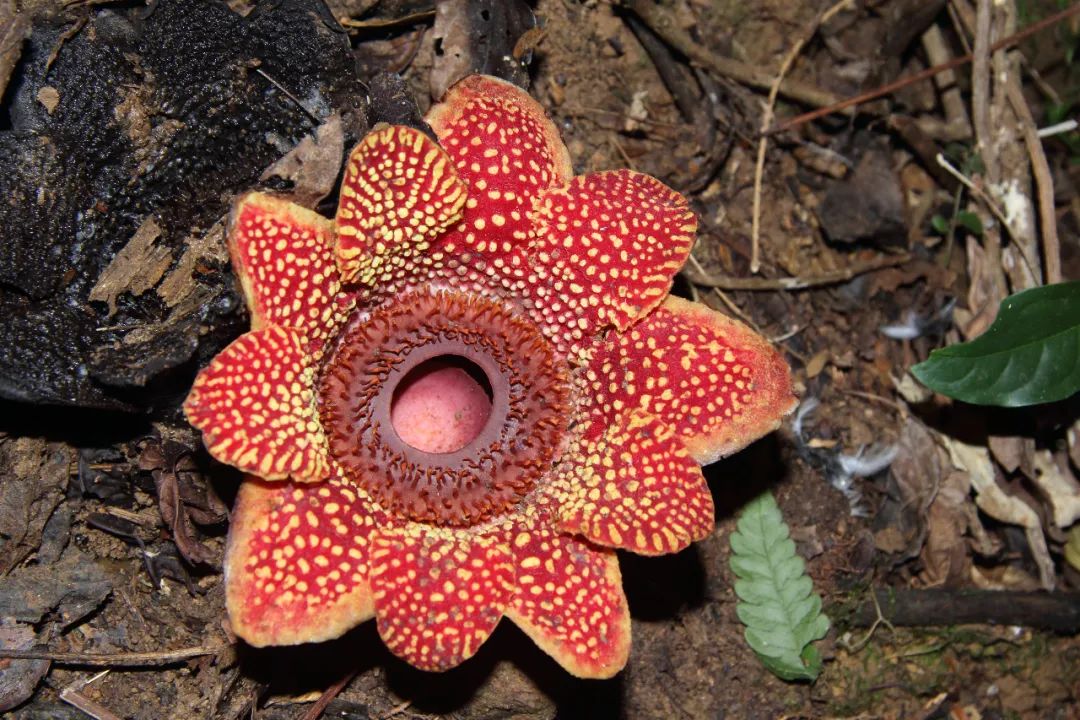 消失30年的寄生花再现,绝迹重生40