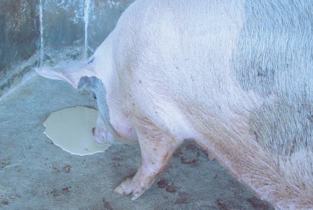 养猪场常见的6种霉菌毒素，以及它们对猪的危害，都在这里了