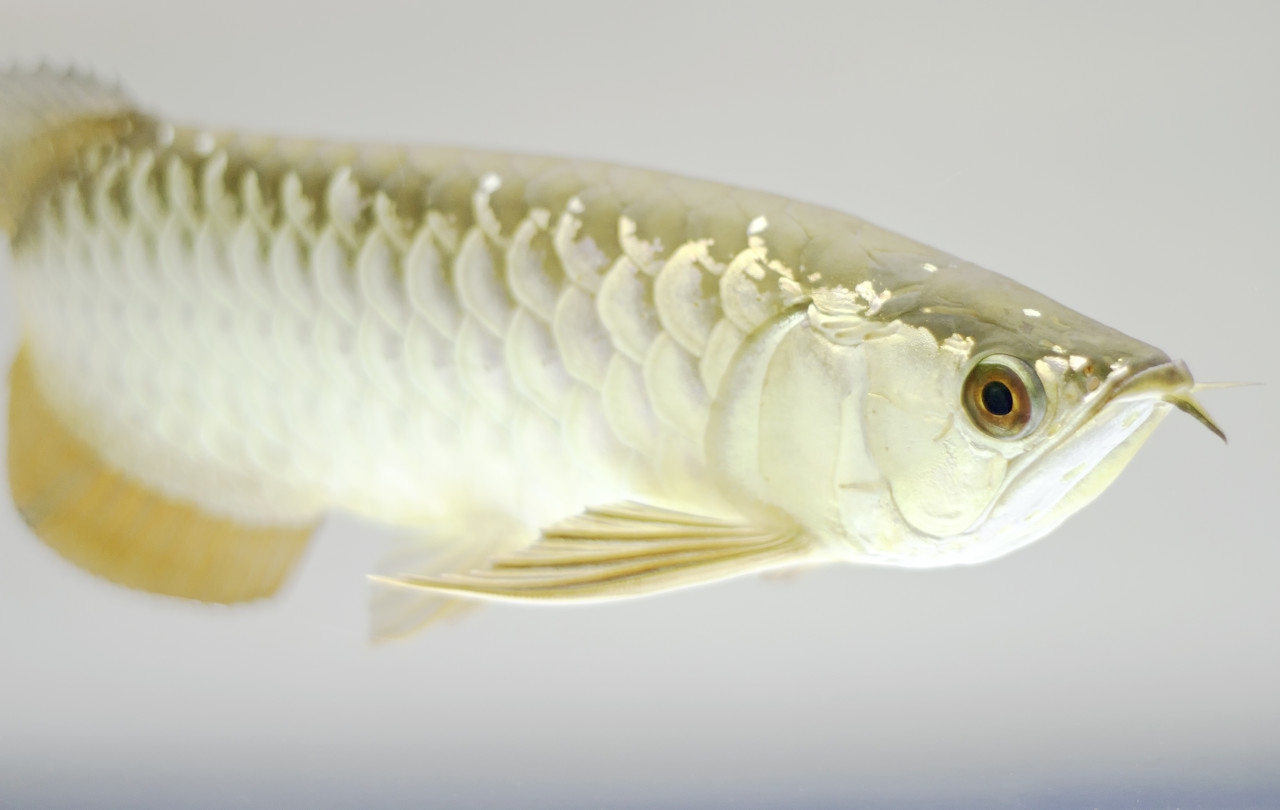 龙鱼食量下降是怎么回事,龙鱼挑食龙鱼拒食全攻略