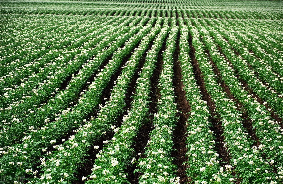 土豆旺长要不得，全丰调控有妙招