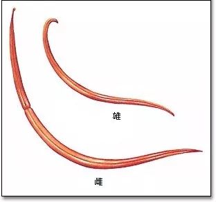 吃虫子减肥,减肥吃虫子的方法