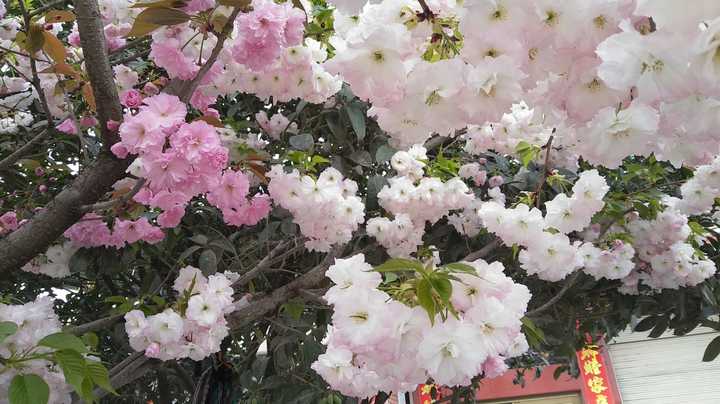 樱花芬兰芳四溢,倩倩咏咏那抹红