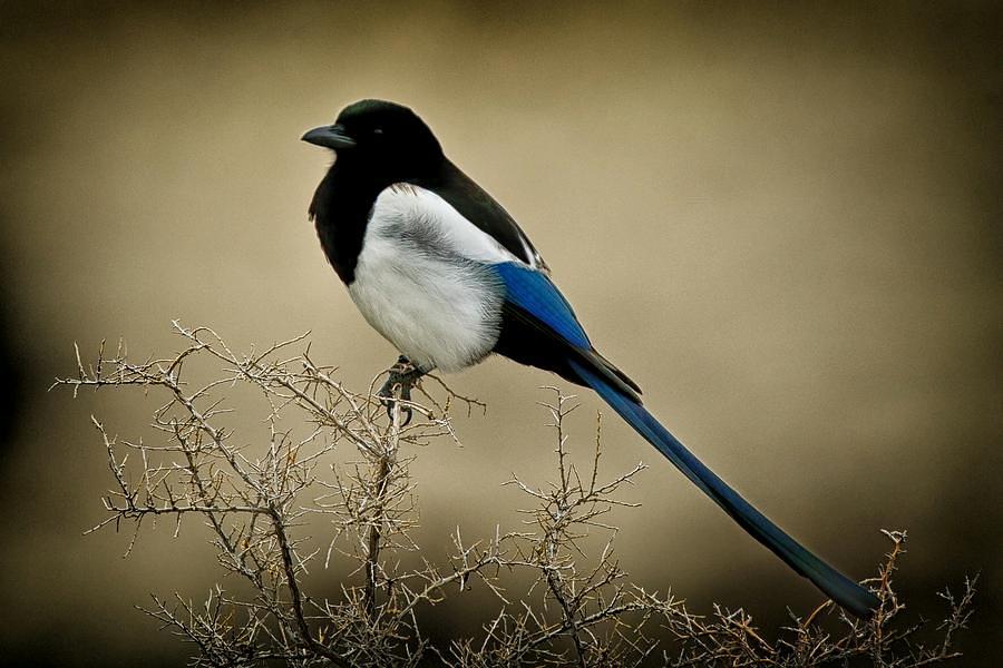 为什么美国国鸟是白头鹰,美国的国鸟和日本的国家鸟谁厉害