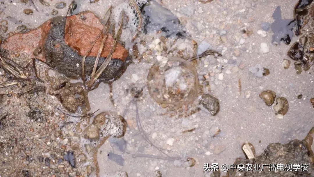 【农广天地】滑溜的财富抓起来