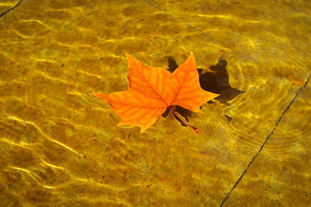 醉美大工秋|读书不觉已秋深，____________