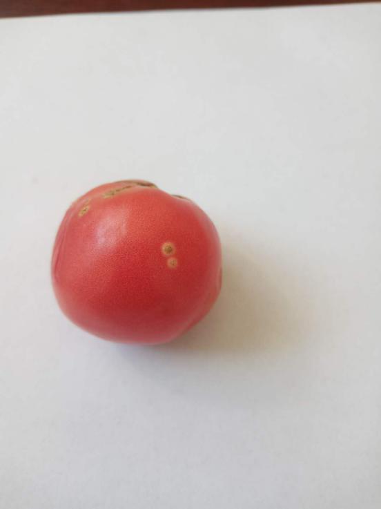 番茄溃疡病在什么时期,番茄溃疡病发生条件