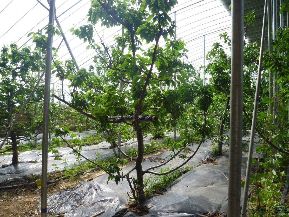 种植樱桃的大棚一亩地投资多少钱,大棚种植樱桃哪个品种好