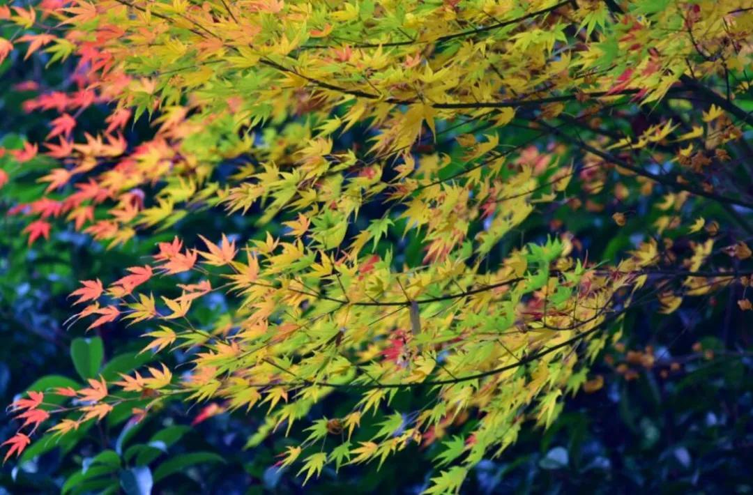 杭州最佳赏秋路线推荐,杭州附近赏秋的地方