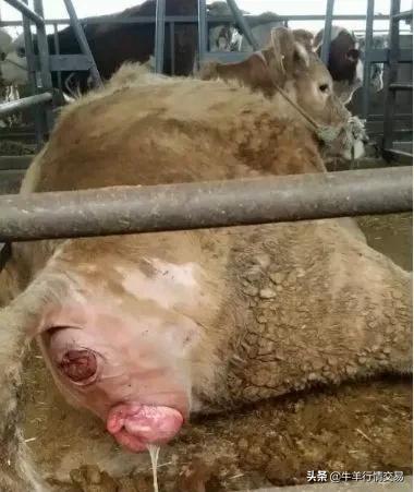 牛外阴脱出怎么治疗,牛阴道脱出的症状表现