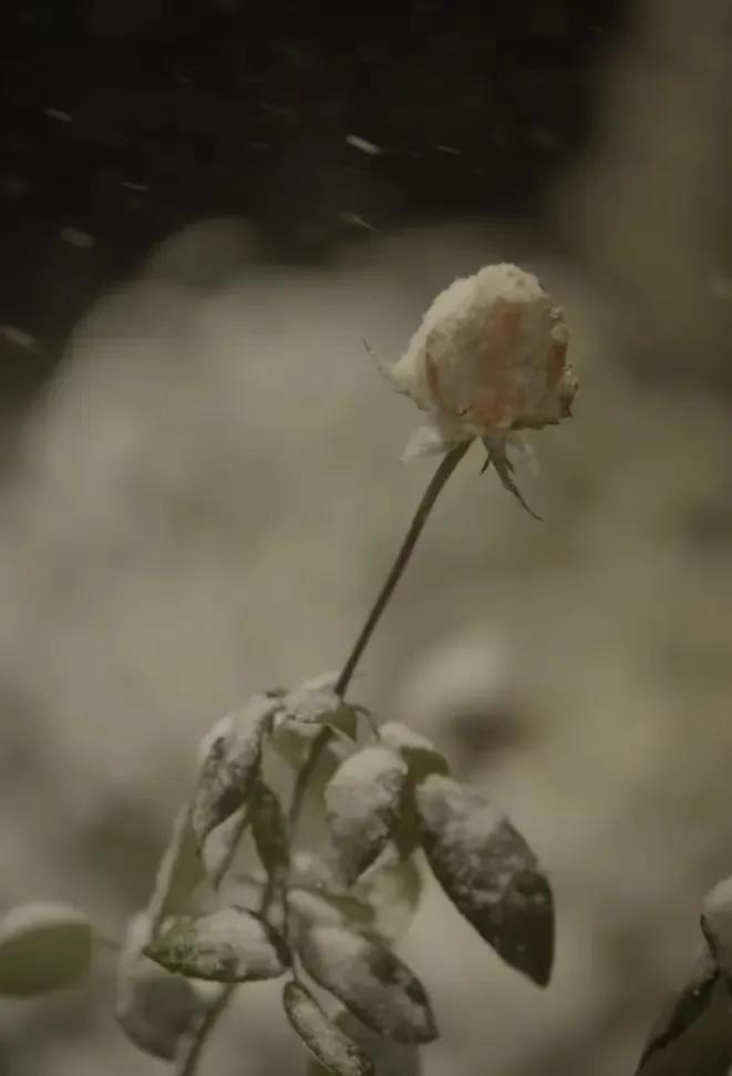 绗旀潵,绗旀潵灏忚