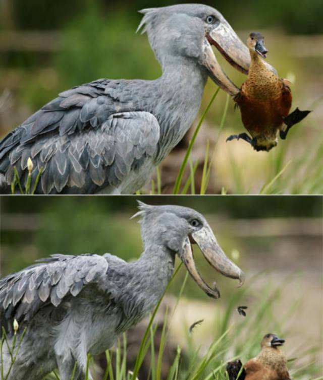 别小看又呆又傻的鲸头鹳，其实连鳄鱼都害怕这种蠢萌可爱的家伙