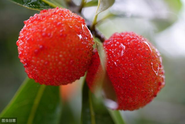 杨梅丰产栽培技术有哪些,杨梅种植方法及管理技术