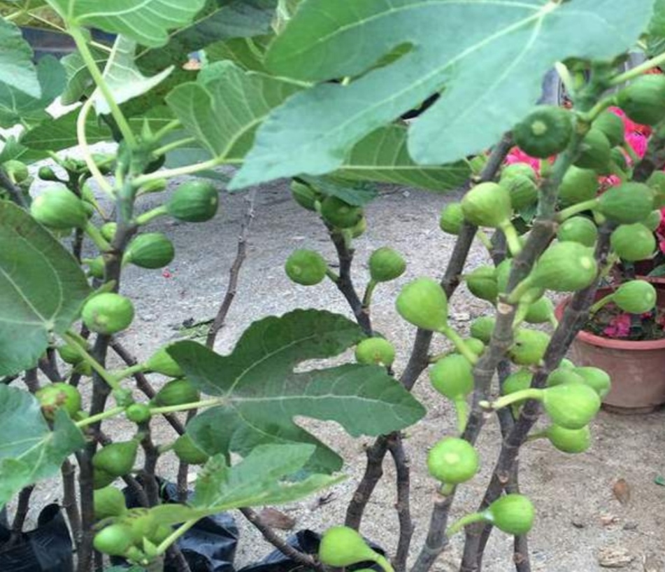 盆栽无花果掉叶子怎么办,布兰瑞克无花果春果掉落