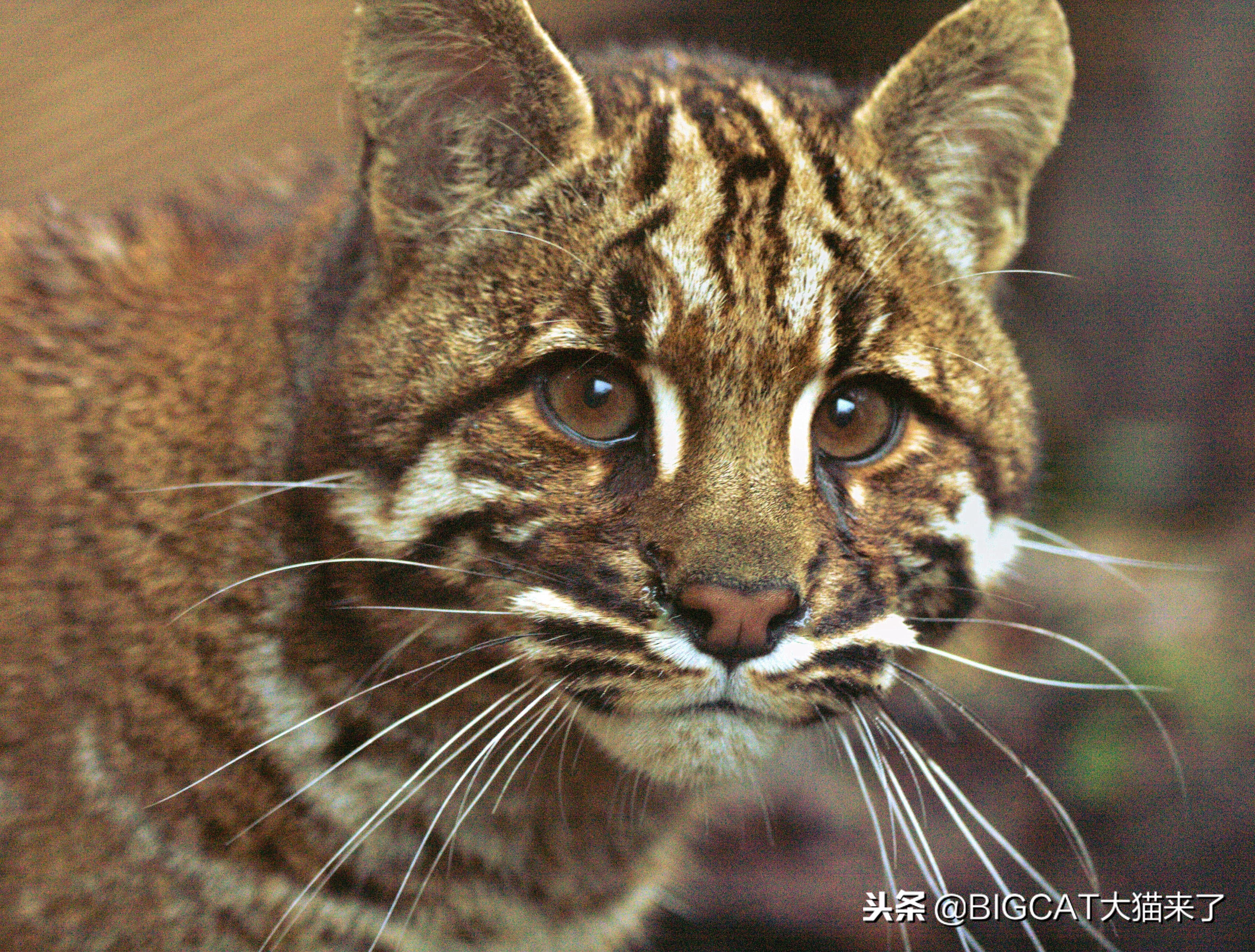 大猫终极捕食者,大猫终极捕食者雪豹