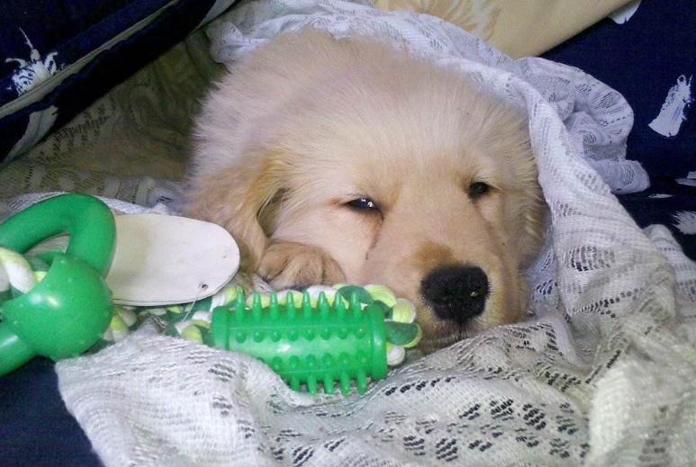 狗狗这五个症状表明该驱虫,狗狗所有危险症状