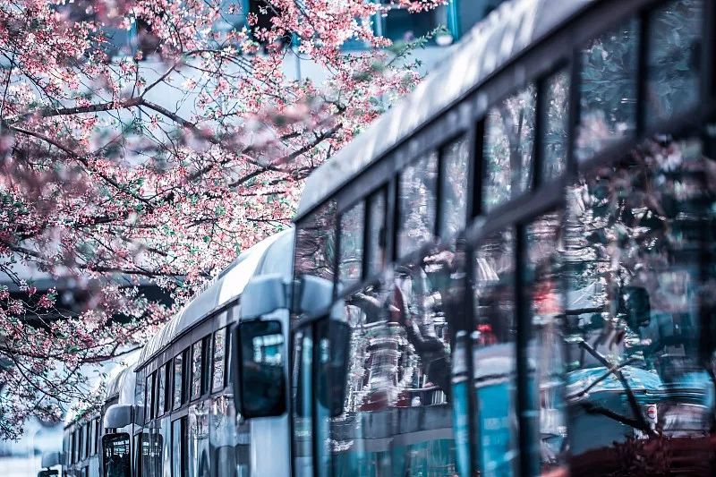 小众赏樱胜地,魔都赏樱旅游攻略