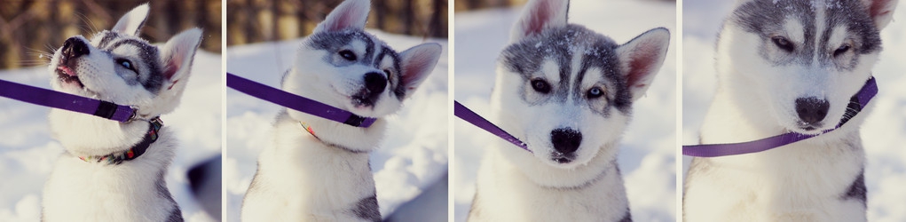 广州什么狗可以办狗证,在广州狗狗需要办狗证吗