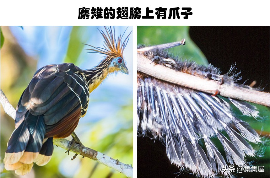 一些不知道的关于动物的小知识,关于动物的十个冷知识