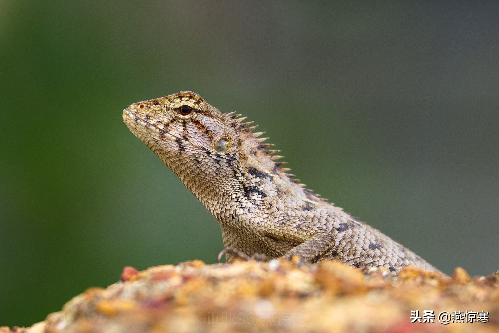 理光镜头和宾得通用吗,宾得理光图片大全