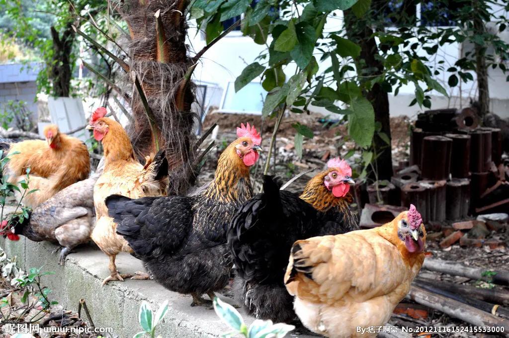 养鸡拉稀最有效的偏方,养鸡常得病的偏方