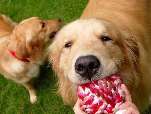 金毛犬怎么挑选,如何挑选好金毛犬