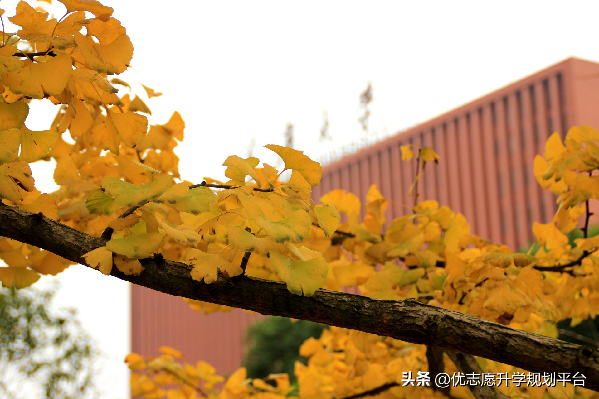 重庆的大学有多难走,重庆大学为什么在985中排名这么低