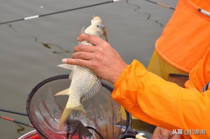 正确挑选出一款好鱼竿的方法,钓鱼竿要怎么选才是好的鱼竿