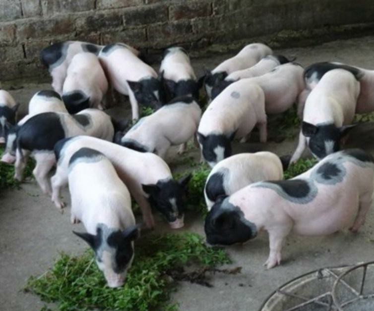 这三个养殖行业，目前在农村养殖是比较赚钱的