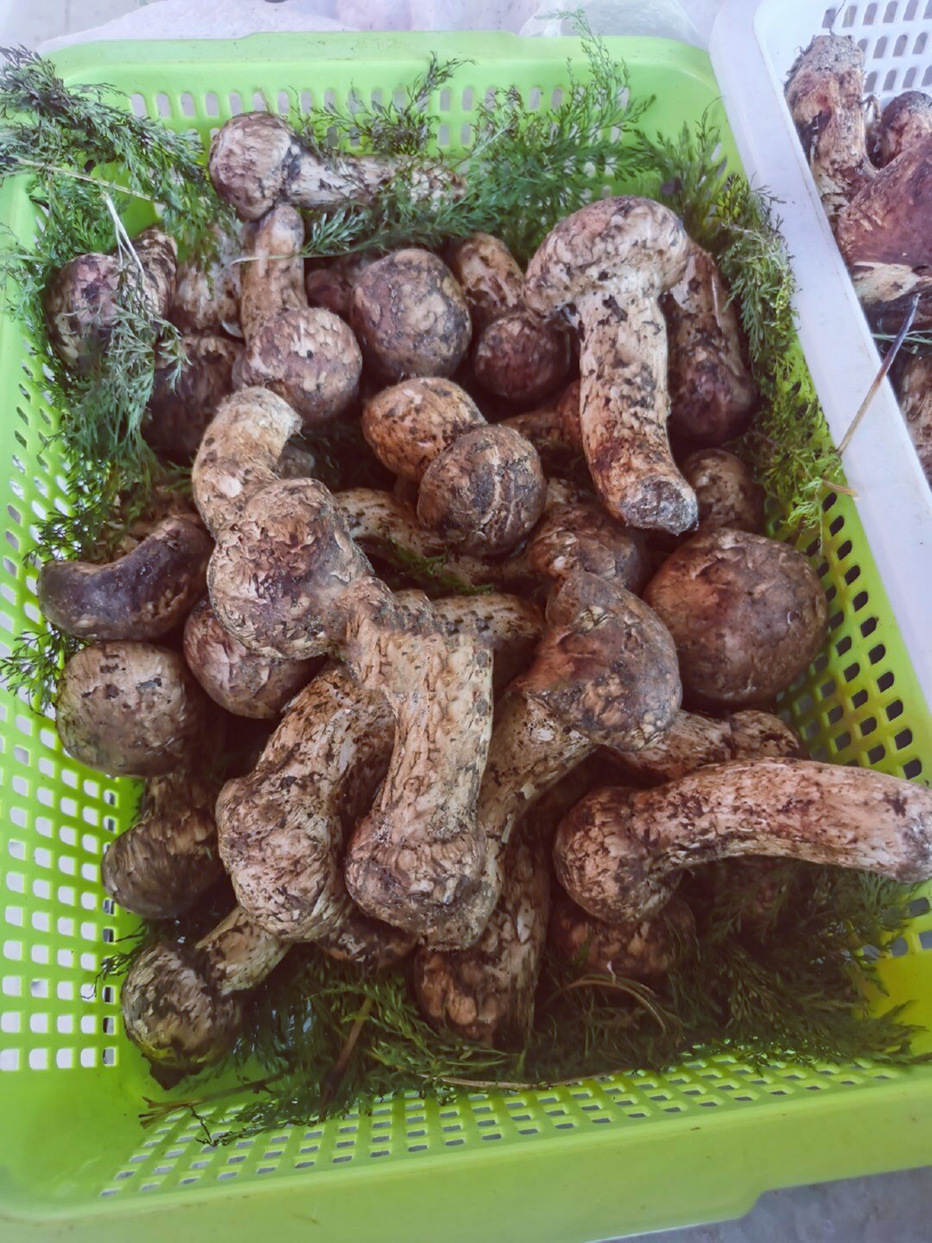 松茸个头,松茸15厘米越大越贵吗