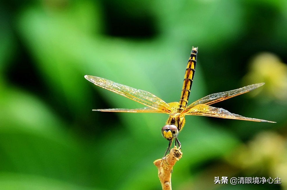 十大常见昆虫农村常见的20种昆虫,10种在家里可以找到的可怕昆虫