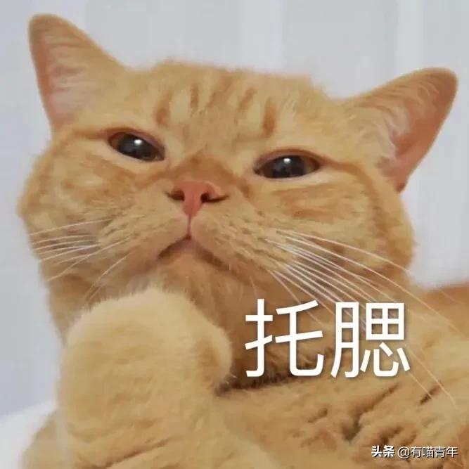 养猫应该如何起名,猫的名字越贱越好养活