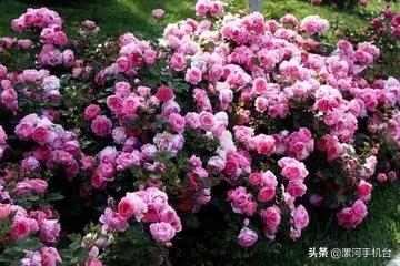 漯河美丽的沙澧河,美丽的漯河沙澧河风景区