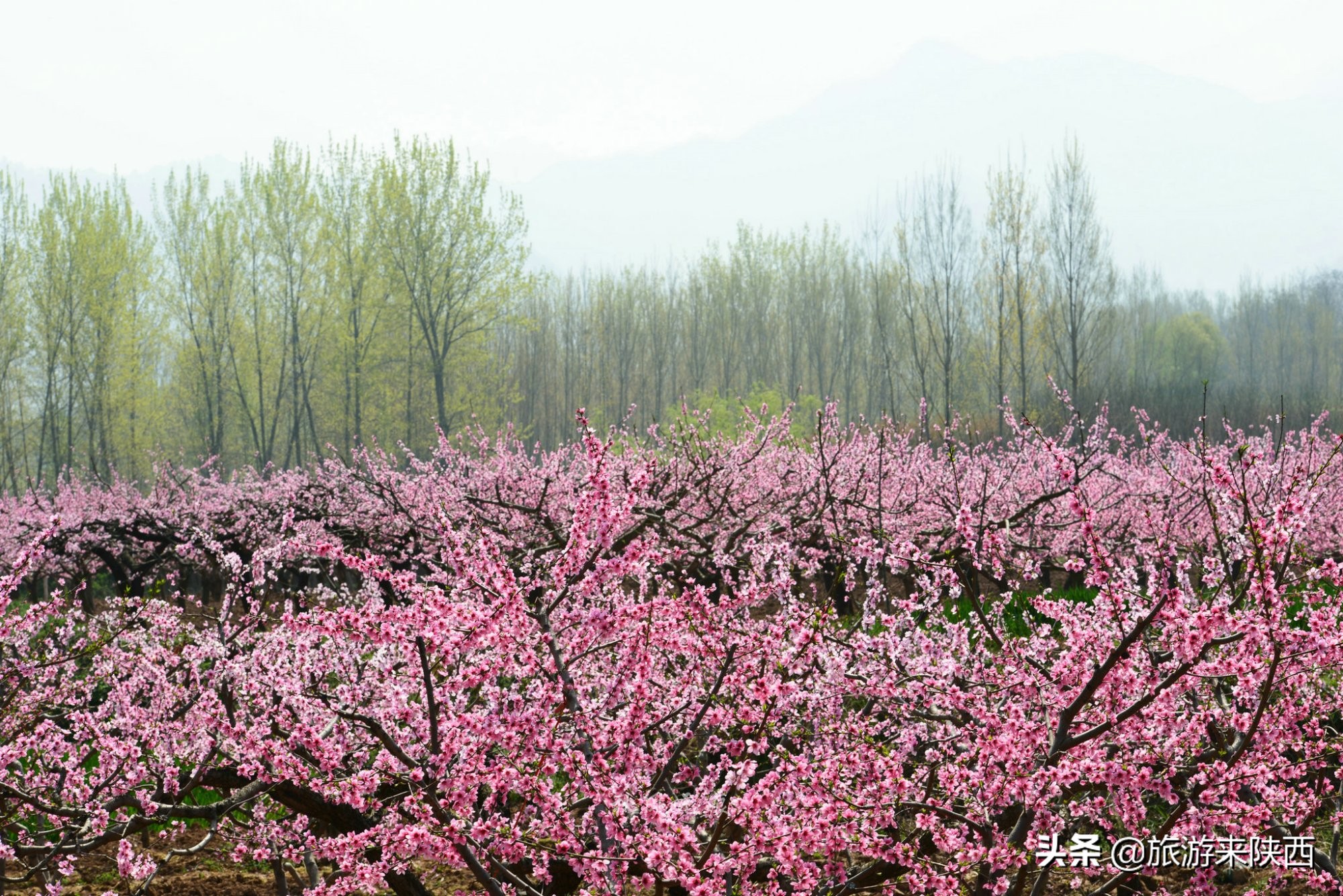 长安区王莽千亩桃园,西安王莽万亩桃花源