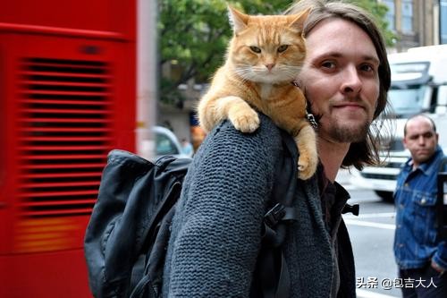 万字长文,分享自己养猫的真实经验,只愿每一只毛孩都能获得善待