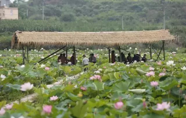 李子柒令人向往的世外桃源生活,李子柒记录的简单淳朴的田园生活