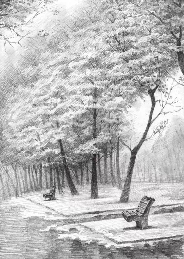 素描雨天树林图片简单版,用八开素描纸怎么画树林