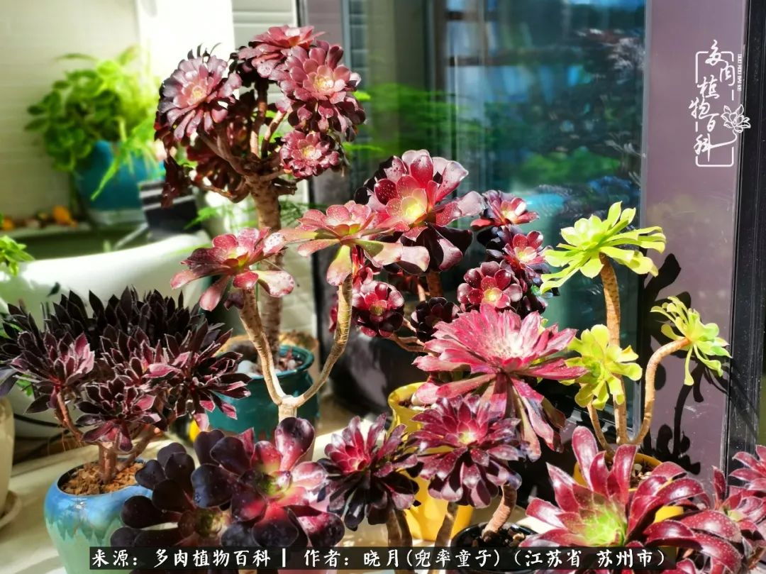 六年时间环游22个国家,却被多肉小萌物征服