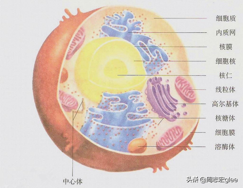 盐多必失盐摄入过多也有健康隐患,为什么盐是必不可少的