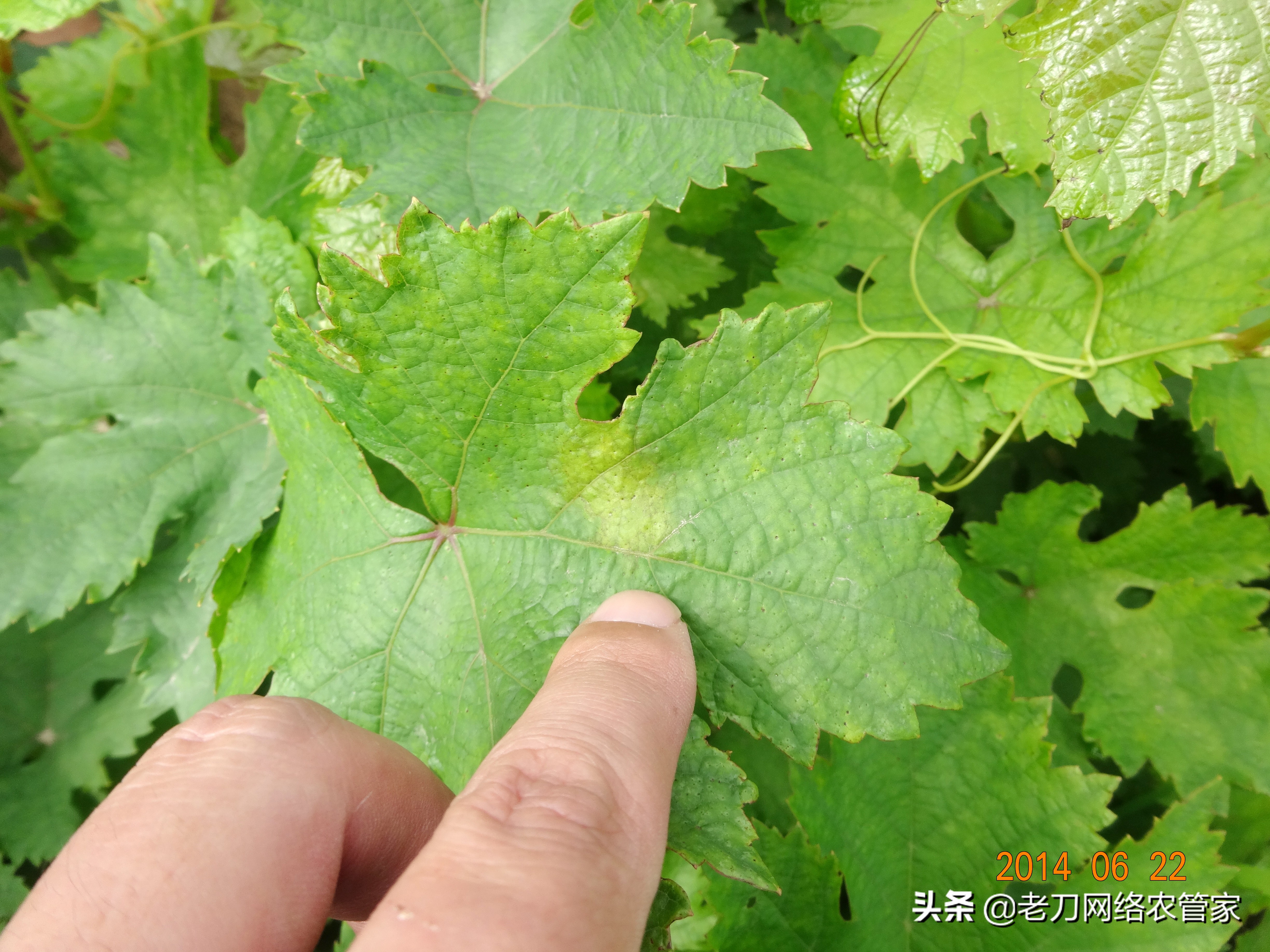 灰风暴葡萄灰霉病,霜霉病灰霉病什么情况易发生