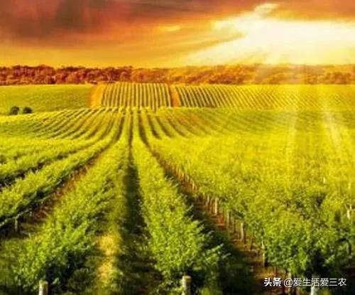 在农村做什么小型加工厂不愁销路,在农村开这4个加工厂不愁没销路