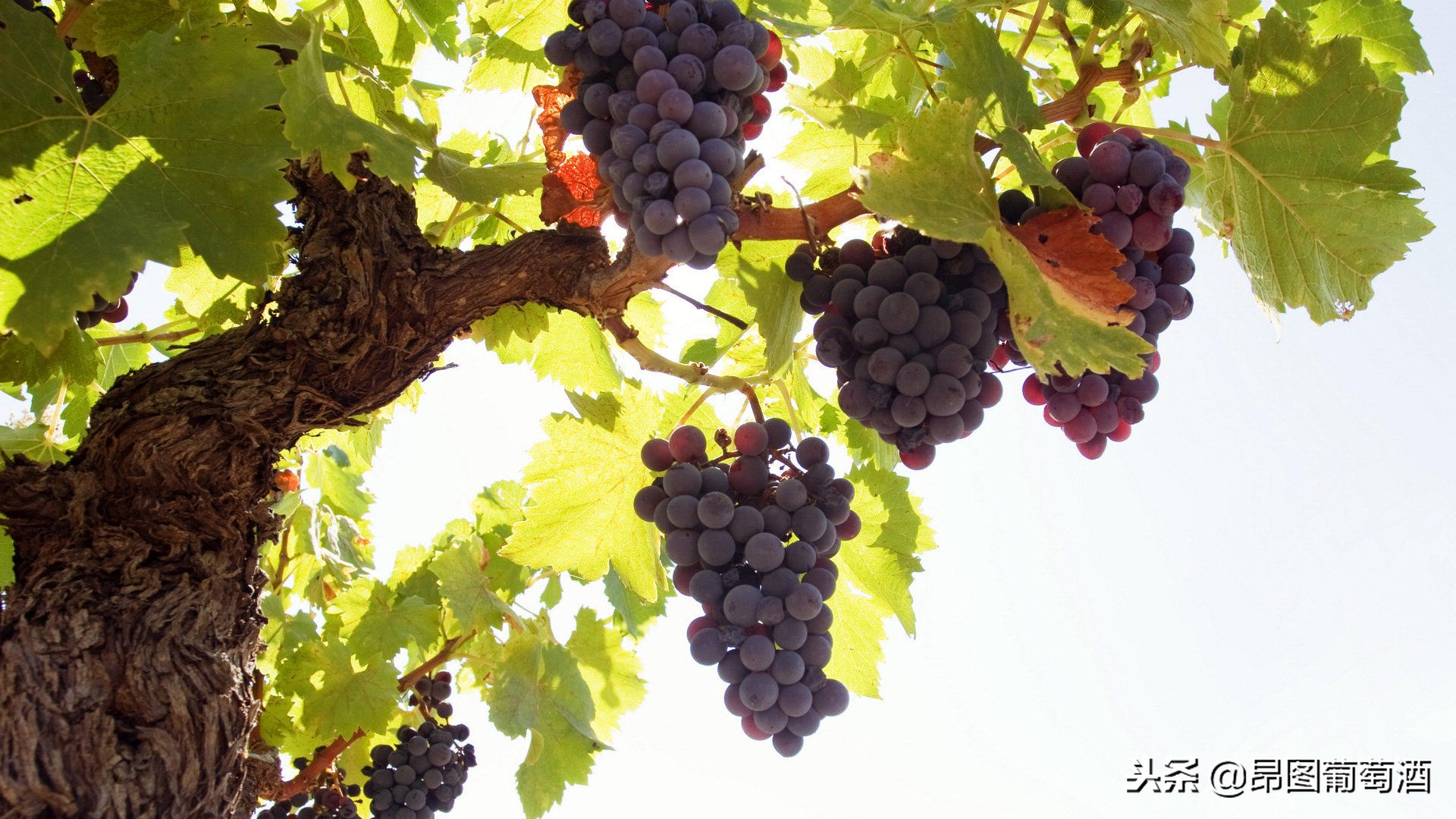 老藤葡萄酒的缺点有哪些,老藤葡萄酒是一款什么酒