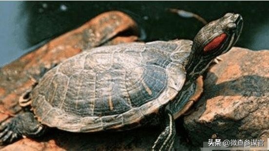 6种带毒野生动物,因为吃野生动物而染上的病菌