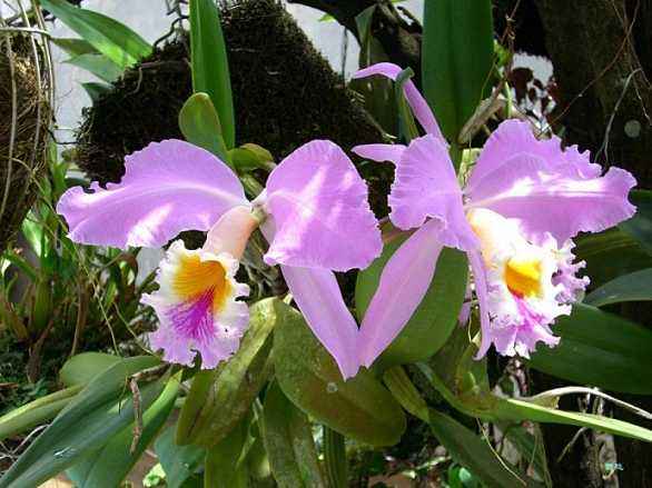 盘点世界各国国花你最喜欢哪种,盘点各国国花