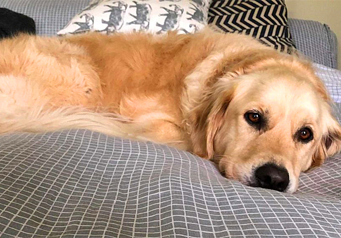 爱犬得了不治之症怎么办,小狗患有糖尿病是否可治愈